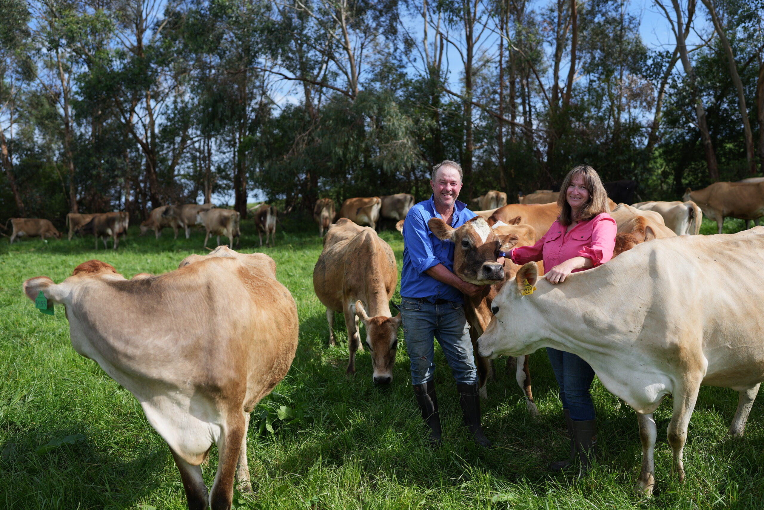 A herd of cattle surrounding two people in a paddock.