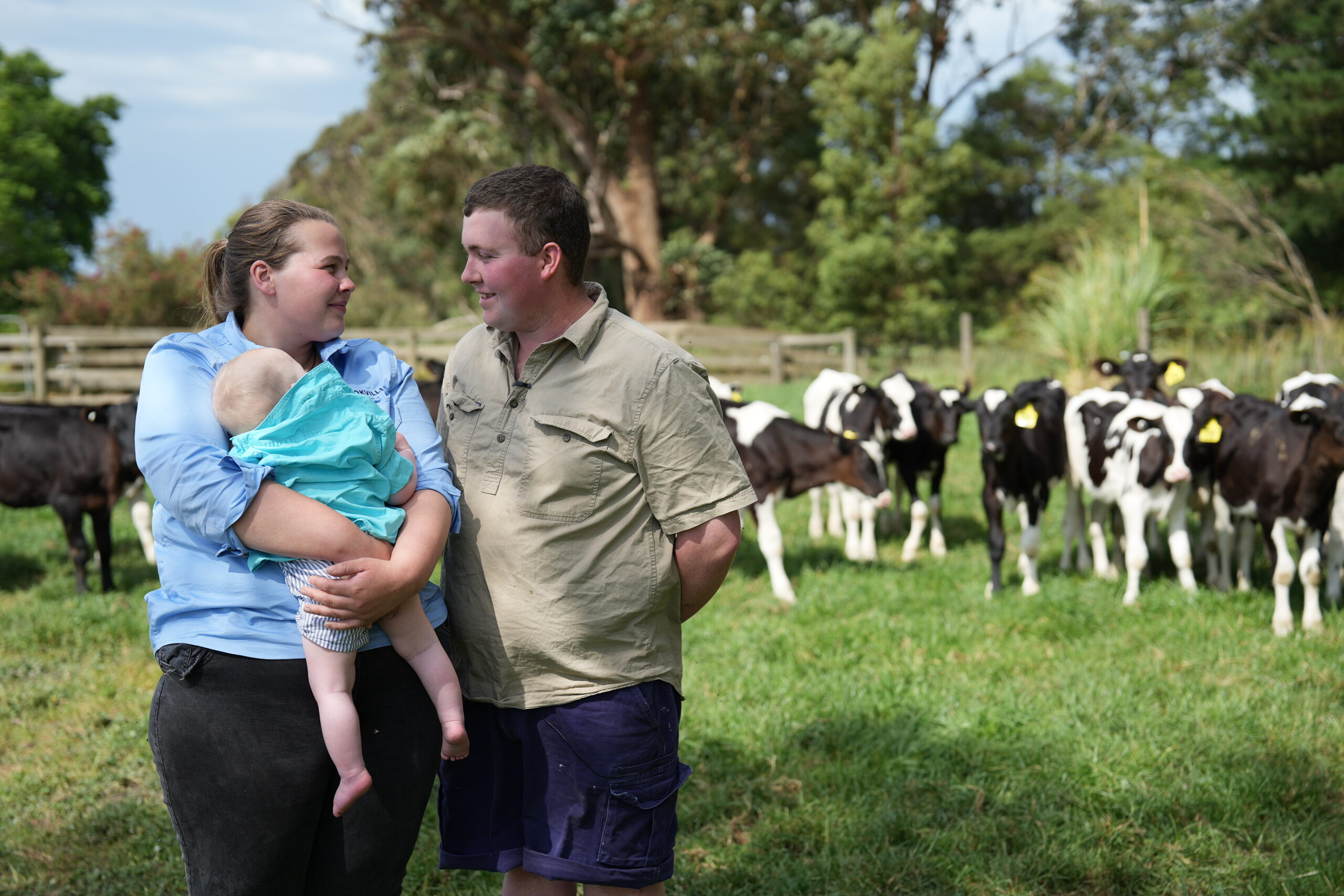 A couple and their baby stand in front of a herd of cattle,