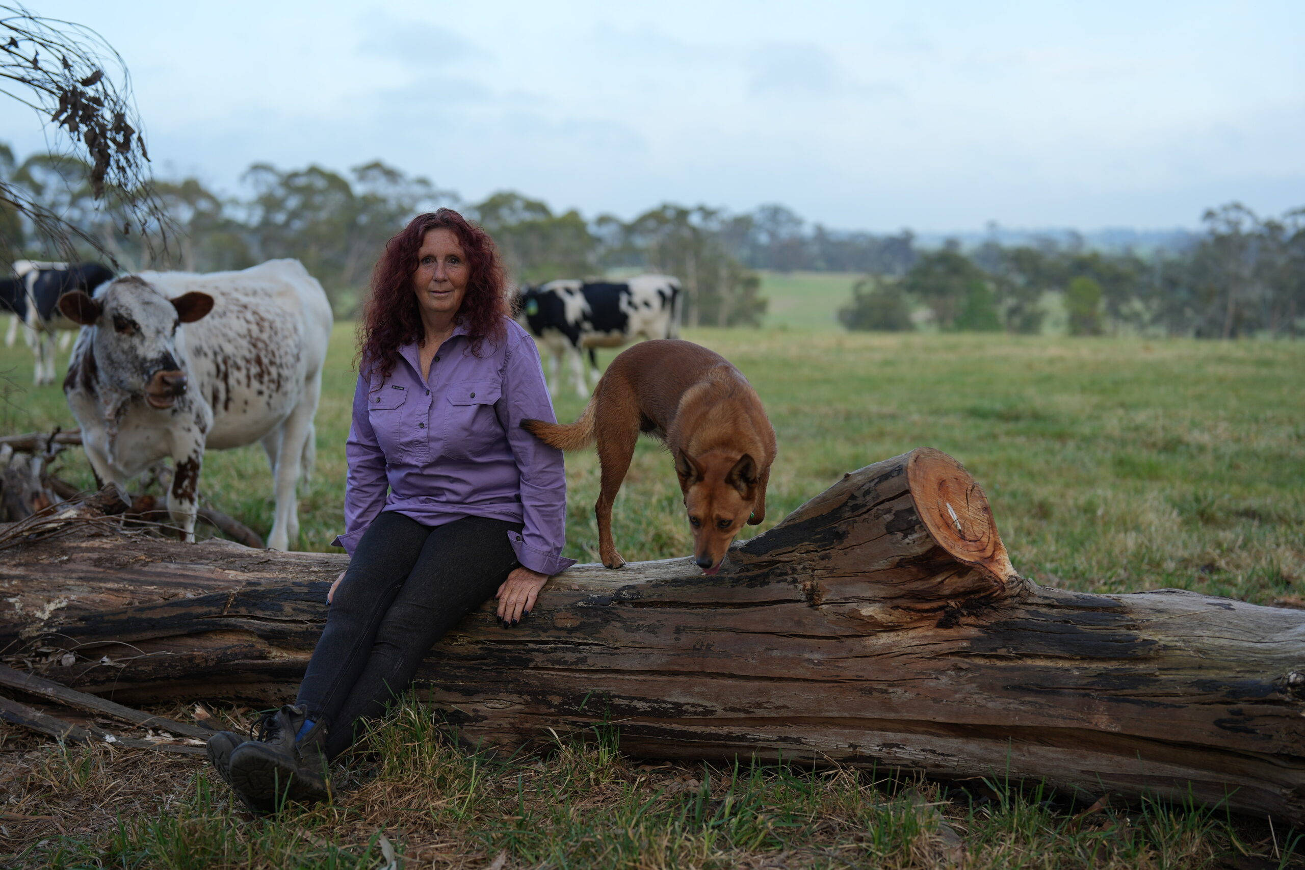 A person and a dog sits on a fallen tree in front of a paddock holding some cattle.