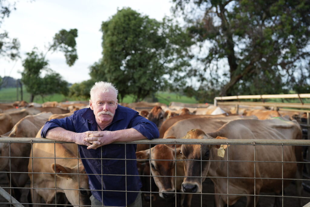 A person in a blue shirt leaning on a fence in a cattle yard.