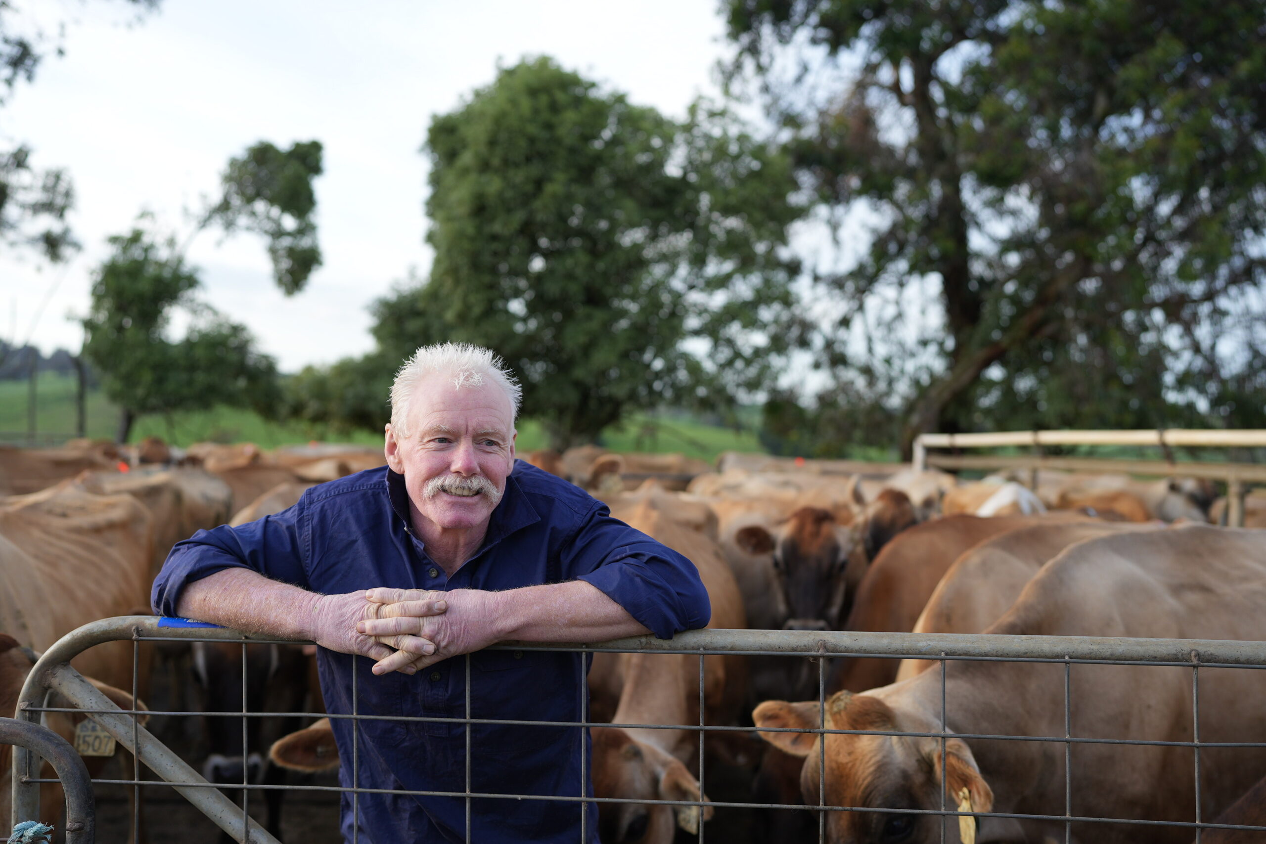 A person in a blue shirt leaning on a fence in a cattle yard.