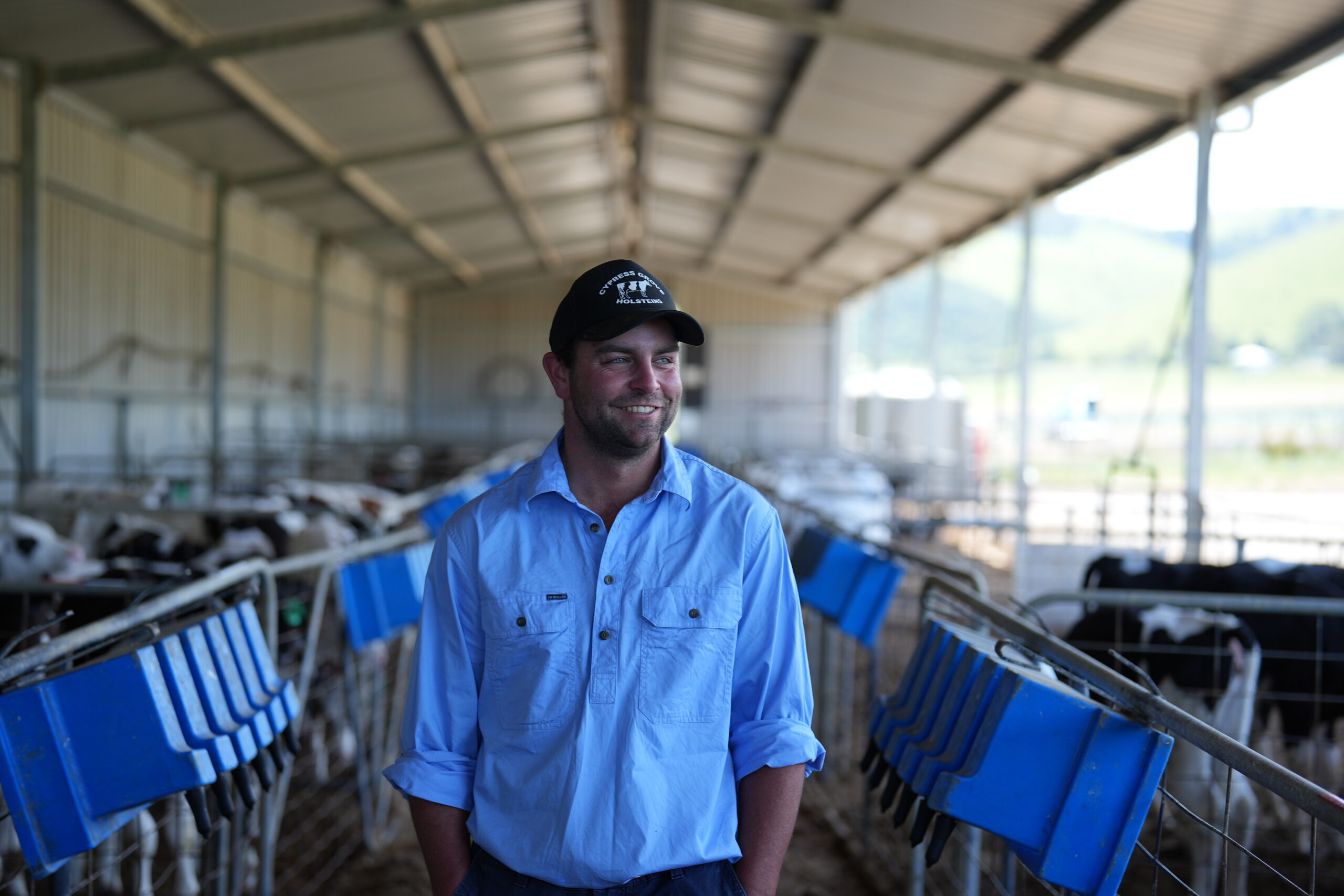 A person wearing a blue shirt under a large barn roof surrounded by fences containing cattle.